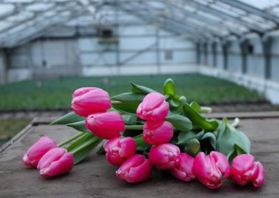 Roze tulpen